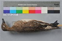 藏品(赤頸鴨)的圖片